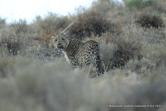 http://www.turkmenecolodge.com/files/photo/1307/16cc0a70f7c14fa5ac77bc1844f9e96b.JPG